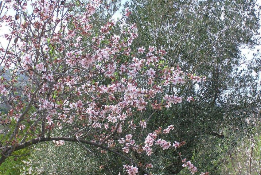 Almendros (1)