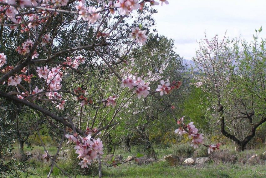 Almendros (2)